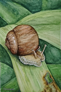 Snail. watercolor, 21x29 cm